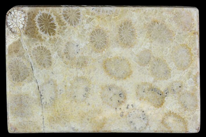 Polished, Fossil Coral Slab - Indonesia #109138